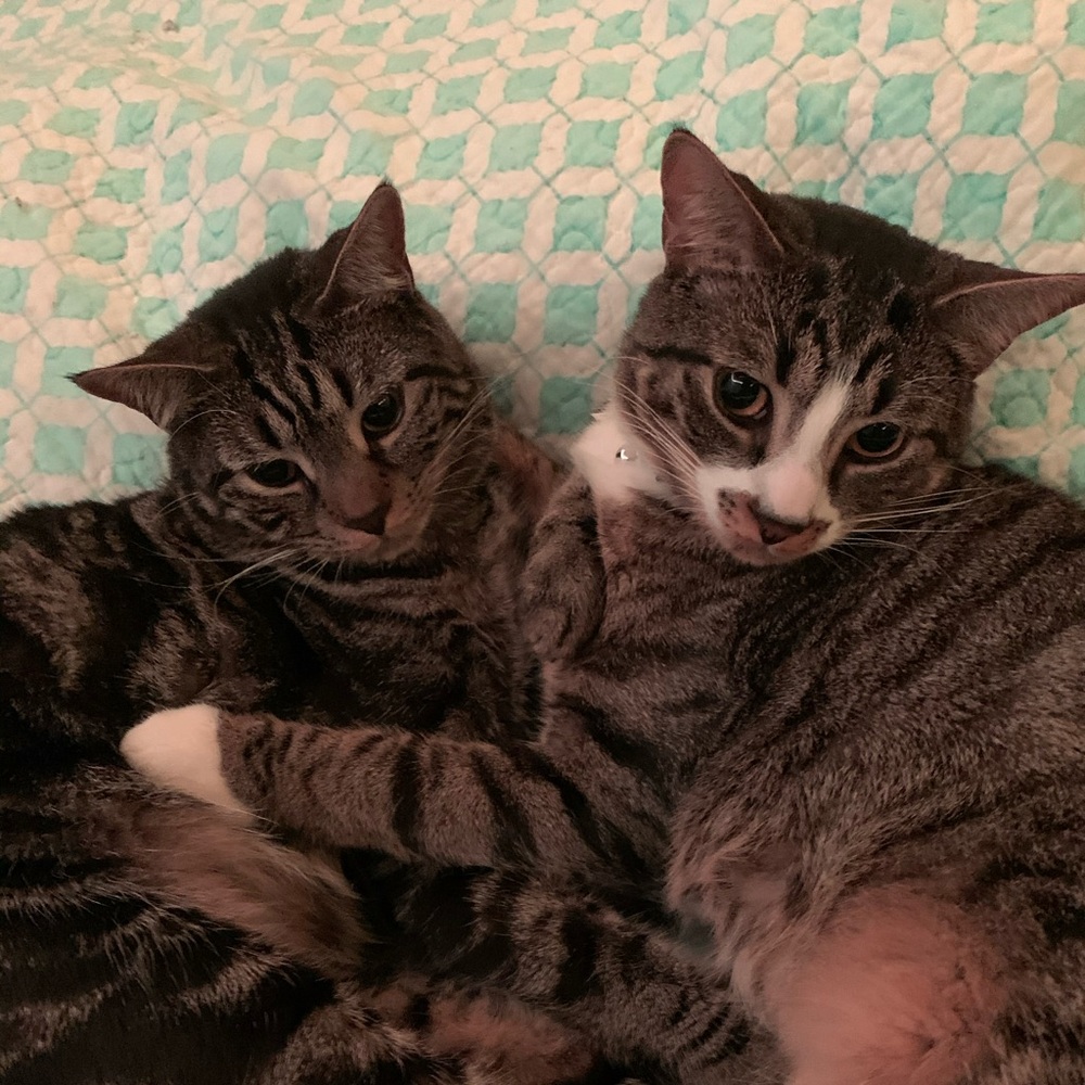 Meet your Posher, Julie